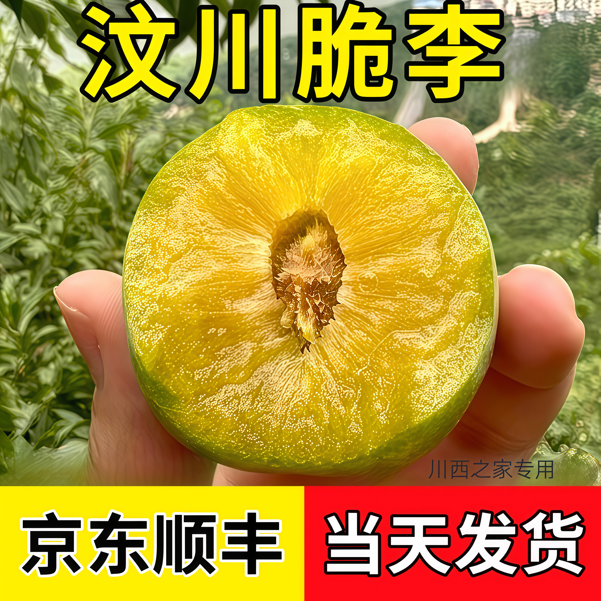 （京东顺丰包邮）四川汶川脆李新李子