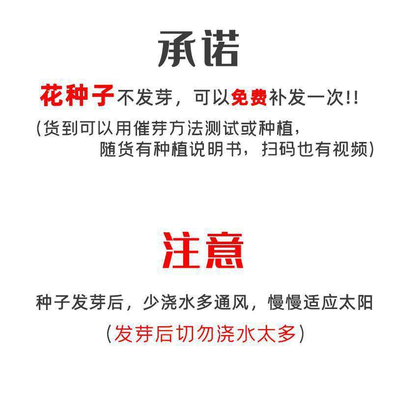 重瓣太阳花种孑花籽花种子易活种籽盆栽四季播种开花室外花种籽子