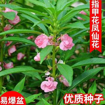 凤仙花盆栽花草种子四季种易活指甲花籽室内外阳台四季植物花种子