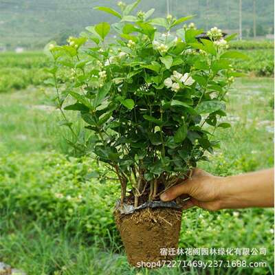 茉莉花盆栽室内阳台室外庭院四季开花好养植物花卉浓香型带花苞苗