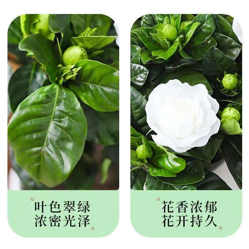 栀子花茉莉盆栽花卉植物室内带花苞阳台绿植浓香型大树苗