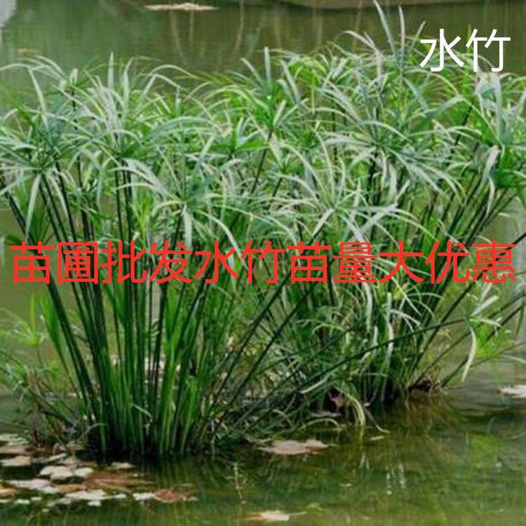 水竹苗盆栽旱伞草苗风车草水生植物景观水池湿地绿化量大优惠