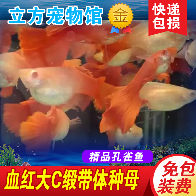 全红孔雀鱼血红孔雀鱼淡水