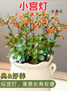 宫灯长寿花景天科小宫灯