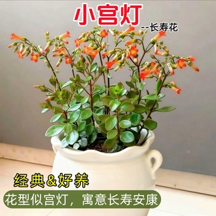 宫灯长寿花景天科小宫灯笼花多肉植物年宵花好养阳台桌面花卉居家