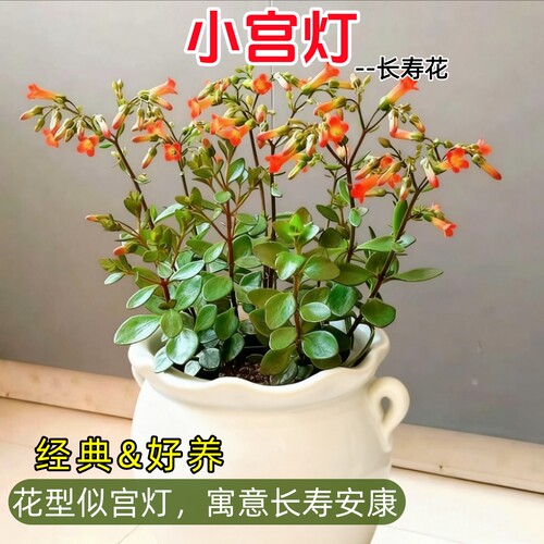 宫灯长寿花景天科小宫灯