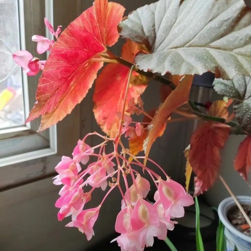 竹节海棠花卉盆栽大叶斑点好养