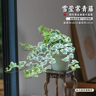 日本雪莹常春藤盆栽  绿植室内客厅好养耐阴净化空气容易观叶植物