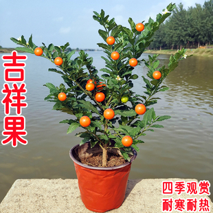 耐热耐寒多年生看樱桃 珊瑚豆 冬珊瑚 吉庆果红四季果 野海椒盆栽