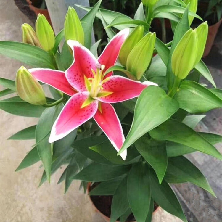 百合花绿植盆栽亚洲百合花苗带花发货卉带花苞香水百合花卉阳台