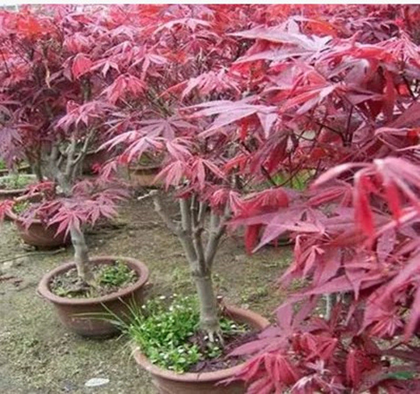 红枫树苗嫁接红枫盆景小苗绿植花卉观叶盆栽植物庭院绿化