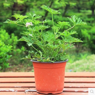 驱蚊草盆栽 防蚊植物 盆栽花卉室内绿植四季食虫草夏季防蚊