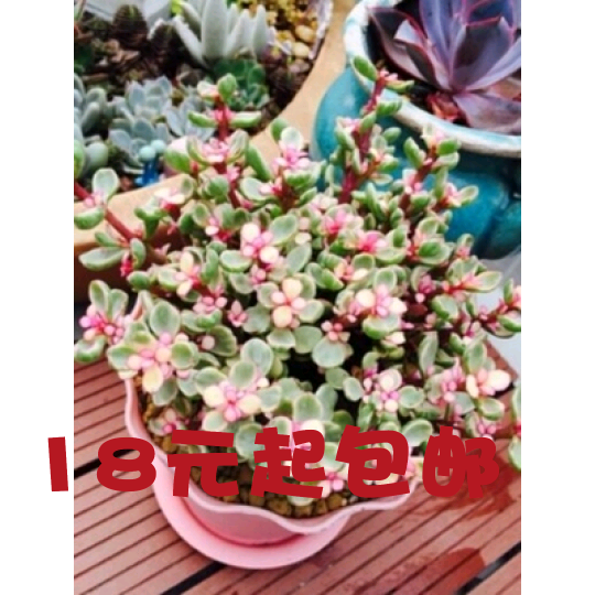 雅乐之舞多肉植物彩虹色叶片肉肉植物办公室绿植防辐射小盆栽