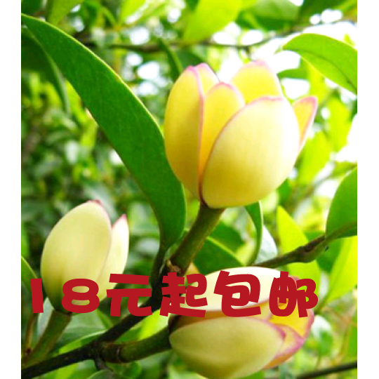 盆栽花卉绿植 浓香植物 含笑花苗 含笑花 含笑树苗香蕉花