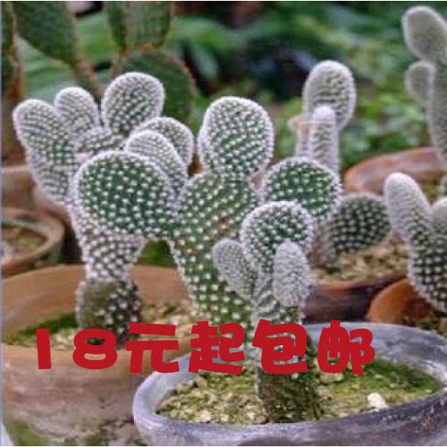 仙人掌防辐射多肉植物