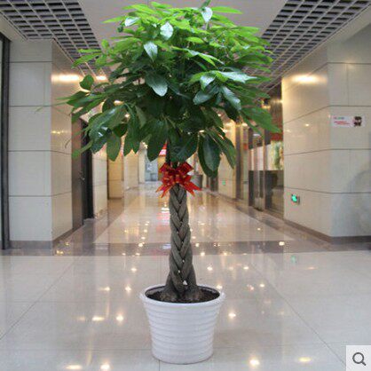 观叶室内花卉 盆景植物 发财树盆栽 客厅创意花草 大型绿植