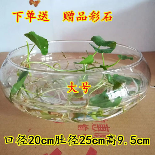 水培花卉铜钱草水仙花盆