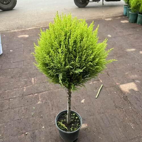 圣诞树小香松盆栽客厅庭院阳台四季常绿耐寒绿植基地原土发货花卉
