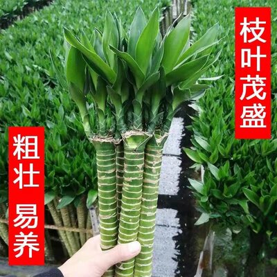 富贵竹水养多头龙竹粗壮带根易活桌面盆栽室内绿植净化空气除甲醛