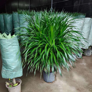 大型绿植龙须树多头龙血树龙铁树室内客厅盆栽花卉植物办公室盆