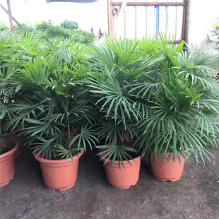 棕竹细叶棕竹金山棕绿植花园阳台室内庭院绿植办公桌盆栽客厅绿植