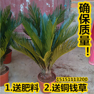 耐寒植物铁树盆景四季常青