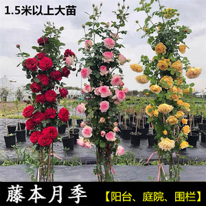 黄杨盆栽庭院春季美观