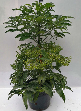 富贵籽盆栽耐寒植物金玉满堂红凉伞带果发货室内盆栽花卉黄金万两