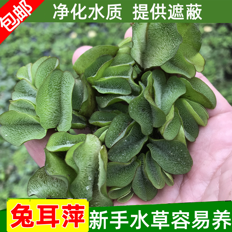 兔耳萍浮萍水草多种净化水质造景