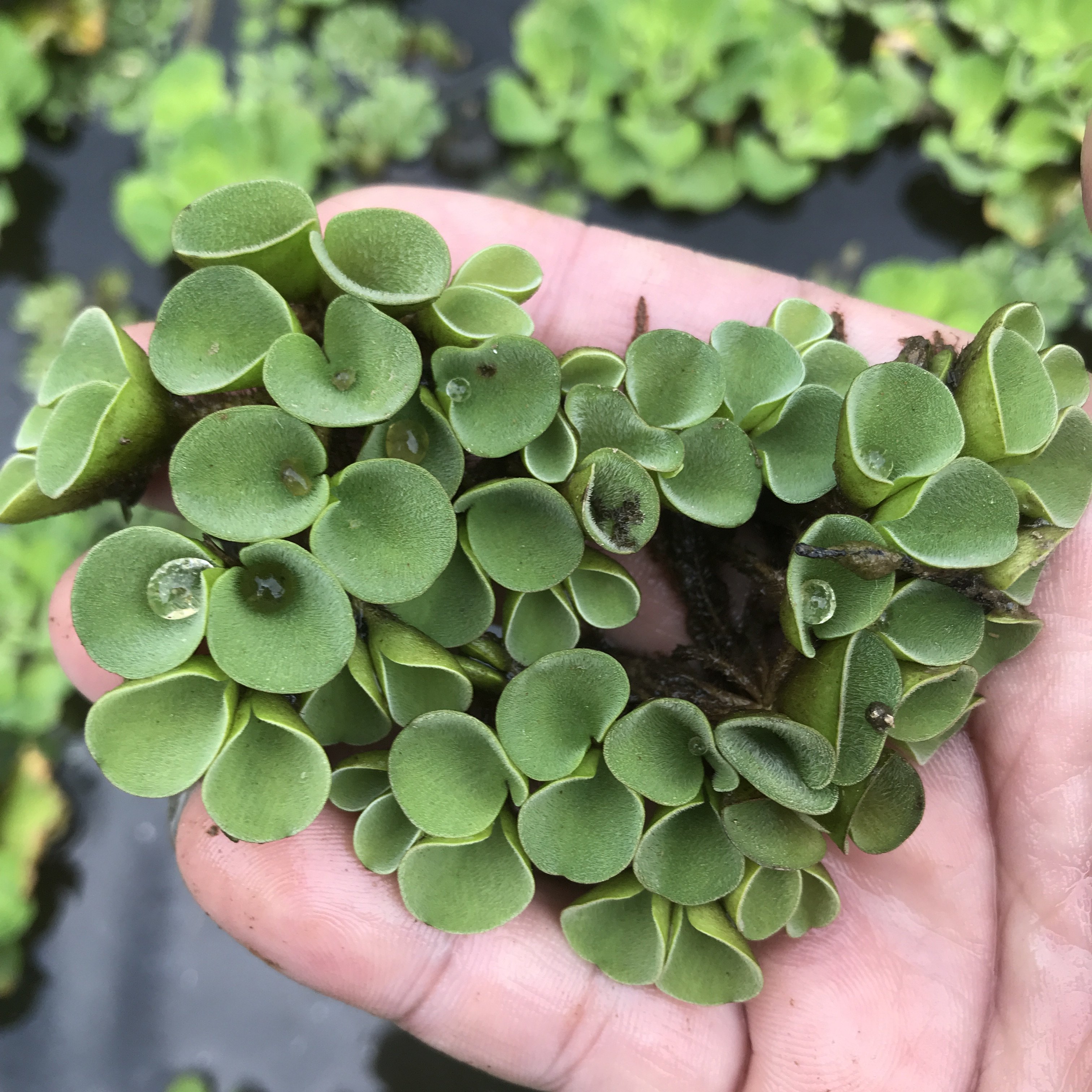 肚兜萍古法养鱼龟缸浮萍水草净化水质水培植物种子造景水族新手