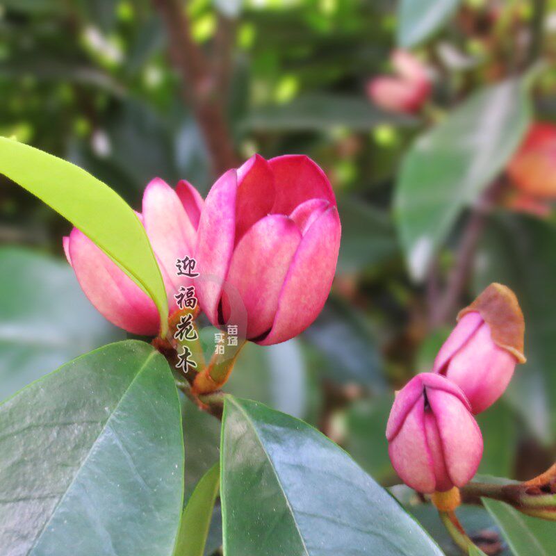 2014盆栽绿植 紫花含笑 名贵芳香花卉植物 满额包邮 品种保证