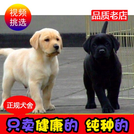 纯种拉布拉多导盲犬拉布拉多幼犬活体中小型拉布拉多犬宠物狗狗