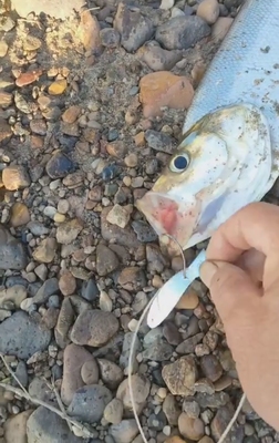 黑龙江松花江牡丹江嫩江岛子狗鱼翘嘴江鲤鱼亮片串钩甩线假饵