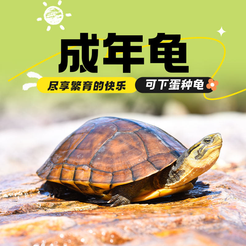 下蛋龟  石金钱龟  长寿风水龟 宠物观赏龟 乌龟活物 草龟 大乌龟