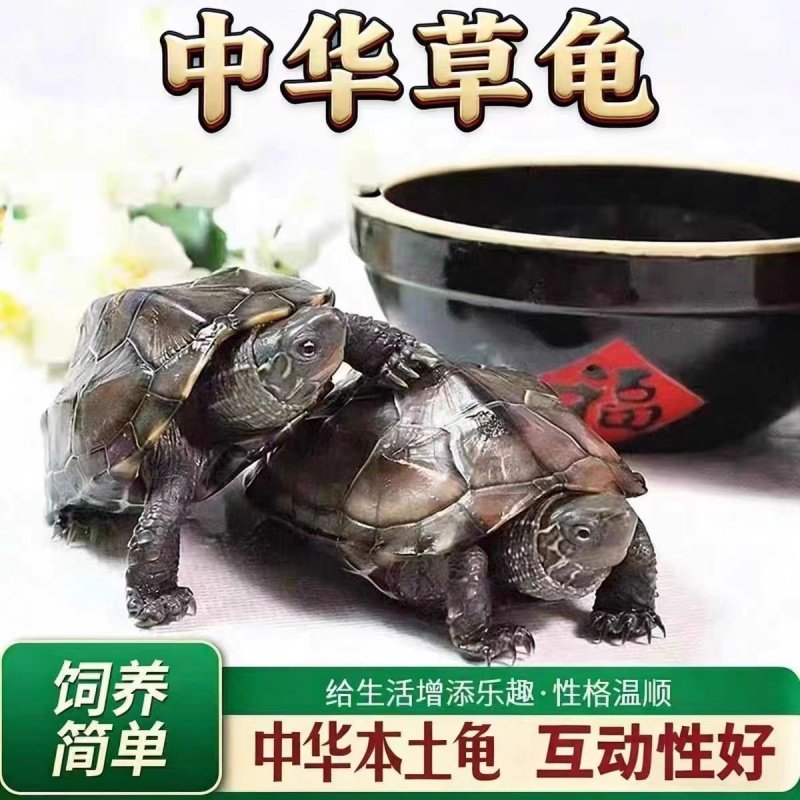 乌龟草龟 中华本土龟 观赏宠物龟 小乌龟活物 外塘苏北金线草龟苗,宠物/宠物食品及用品,龟/鳖,淘宝优惠券,粉丝福利购,淘宝优惠卷
