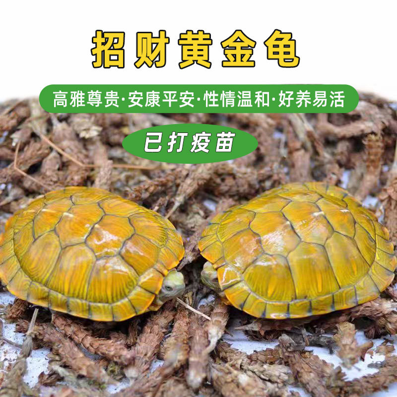 乌龟活物巴西龟情侣黄金龟宠物观赏适合家养的小乌龟金钱龟吃菜龟