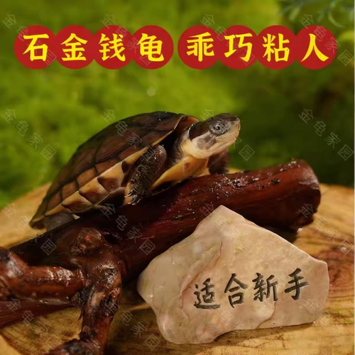 纯种石金钱龟  长寿龟 宠物观赏龟 小乌龟活物乌龟草龟中国本土龟