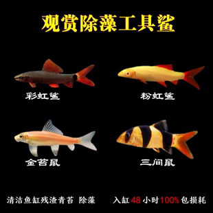 金苔鼠彩虹鲨粉红鲨清道夫热带鱼小型清洁黑线飞狐除藻鱼蓝鲨活体