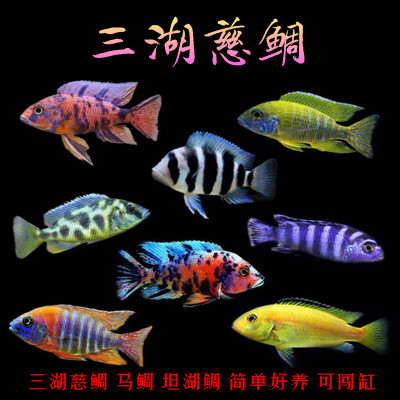 新手闯缸好养三湖慈鲷马鲷坦湖鲷