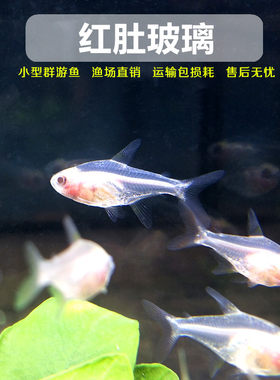 红肚玻璃群游鱼玻璃拉拉灯鱼活体