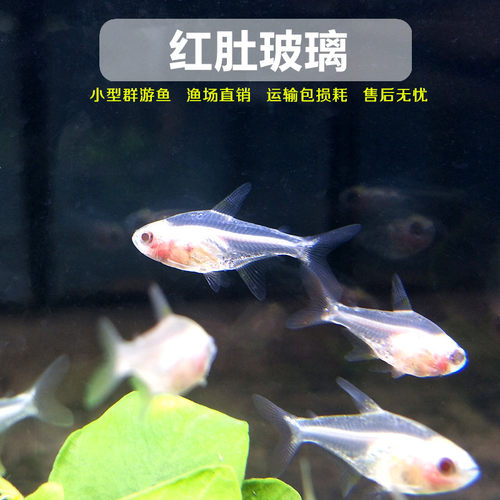 红肚玻璃群游鱼玻璃拉拉灯鱼活体