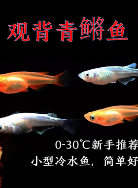 冷水青鳉鱼小型观赏鱼白金观背红帝观背魔法鱼常温不增氧好养活体