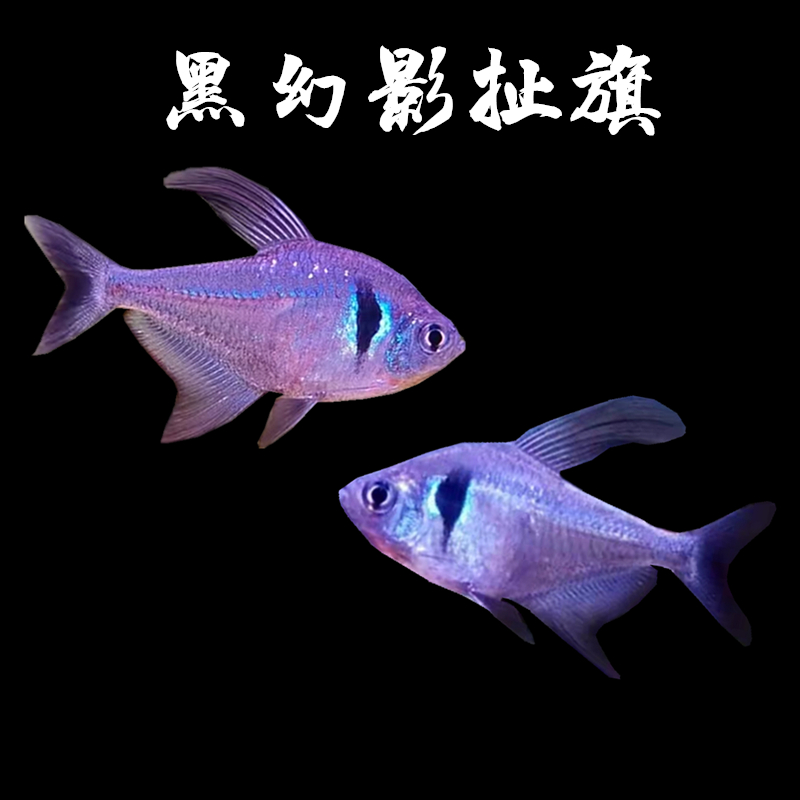 黑幻影扯旗黑大勾群游鱼梦幻扯旗