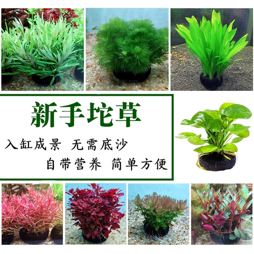 坨草鱼缸造景装饰真水草新手好养