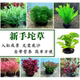 坨草观赏水草鱼缸造景装 饰水植物直接入缸无需底沙草泥真水草活体