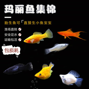 金银黑玛丽球红玛丽生小鱼热带观赏小型胎生鱼好繁殖淡水活体好养