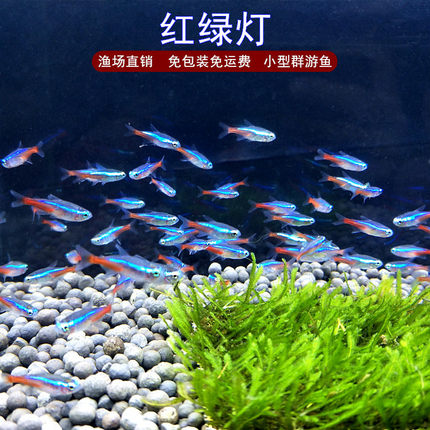 红绿灯钻石灯宝莲灯红鼻剪刀热带观赏鱼小型鱼群游鱼好养活体包邮