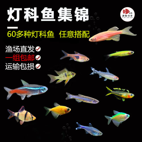 群游灯科鱼斑马鱼热带淡水鱼