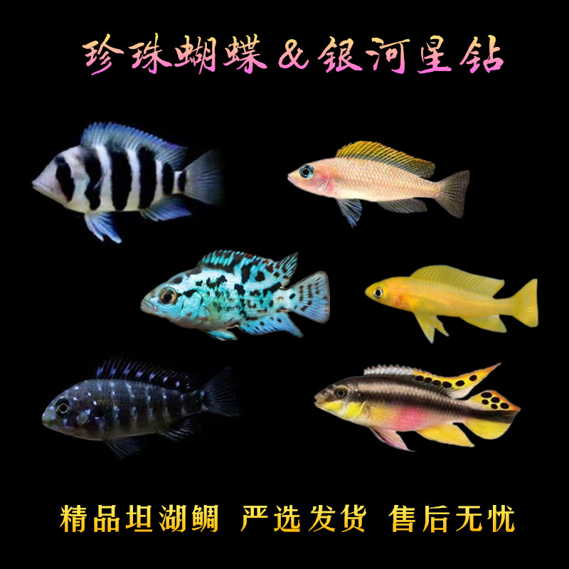 珍珠蝴蝶银河星钻布隆迪六间小型热带观赏鱼坦湖鲷鱼短鲷淡水好养