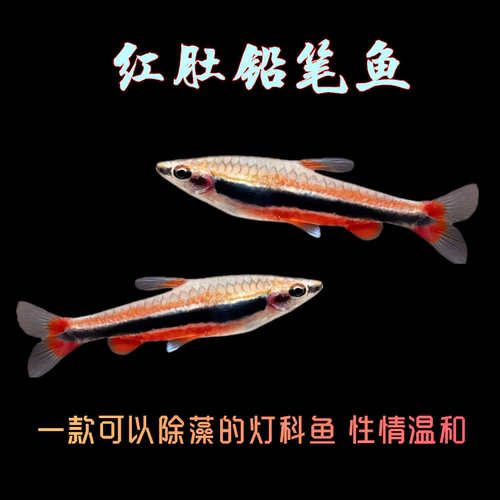 红肚铅笔鱼除丝藻灯科群游热带鱼